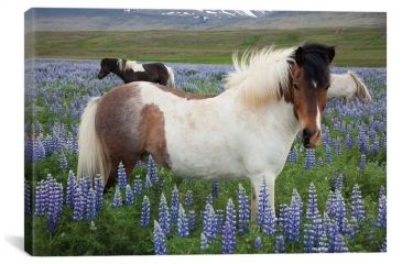 Image of iCanvas Icelandic Horses In A Meadow Of Nootka Lupines, Varmahlid, Skagafjordur, Nordurland Vestra, Iceland by Gareth McCormack Canvas Print, Multi, 12 x 18 GAR50-1PC3-18x12