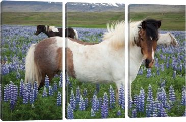 Image of iCanvas Icelandic Horses In A Meadow Of Nootka Lupines, Varmahlid, Skagafjordur, Nordurland Vestra, Iceland by Gareth McCormack Canvas Print, Multi, 40 x 60 GAR50-3PC3-60x40