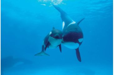 Image of iCanvas Orca Mother And Newborn Baby, Sea World, Kamogawa, Japan by Hiroya Minakuchi Canvas Print, Multi, 18x12 HIM23-1PC3-18x12