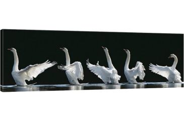 Image of iCanvas The 7 Swans by Jeanette Rosenquist Canvas,36x12, 12 x 36 OXM698-1PC3-36x12
