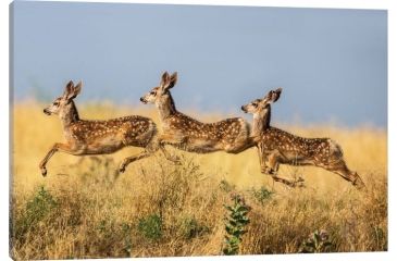 Image of iCanvas Tripple Jump by verdon Canvas Print, 18 x 26 OXM1043-1PC3-26x18
