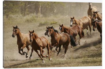 Image of iCanvas Western Ranch Wild Mustangs Canvas Giclee Art Print, Multi, 40x26x0.75 51-1PC3-40x26