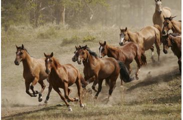 Image of iCanvas Western Ranch Wild Mustangs Canvas Giclee Art Print, Multi, 40x26x0.75 51-1PC3-40x26