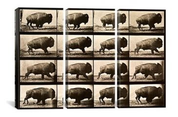 Image of iCanvas Buffalo Running, Animal Locomotion Plate 700 Canvas Print, Multi, 60x40x0.75, 3P PCA459-3PC3-60x40