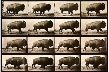 Image of iCanvas Buffalo Running, Animal Locomotion Plate 700 Canvas Print, Multi, 26x18x0.75 PCA459-1PC3-26x18