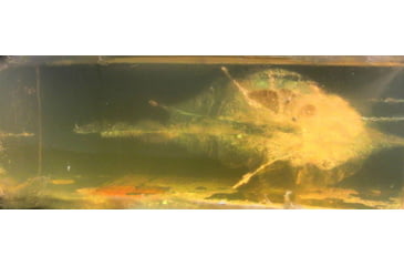 Image of Lehigh Defense .224 Caliber 55 Grain Controlled Chaos Centerfire Rifle Bullets, 50 Rounds, 05224055CuSP