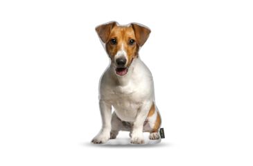 Image of Lifelike Pillows Custom Dog Shaped Pillow, Jack Russell Terrier, 16 inch Tall/4 inch Thick, DOG17-SH-16
