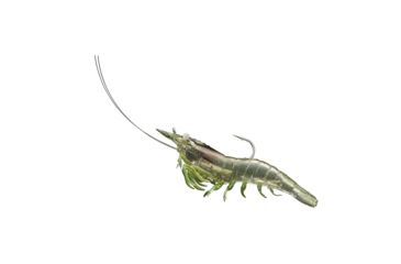 Image of Live Target Rigged Shrimp Soft Plstc,grass shrimp,1/0 SSF75SK918