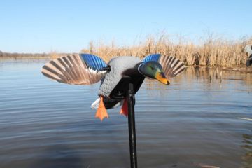 Image of Mojo Mini Mallard Drake Decoy, Elite Series HW2470