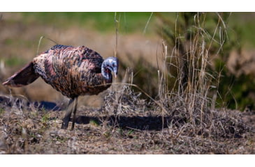 Image of Montana Decoy Co. Miss Purrfect XD Turkey Hen Decoy w/Strap, QW0084