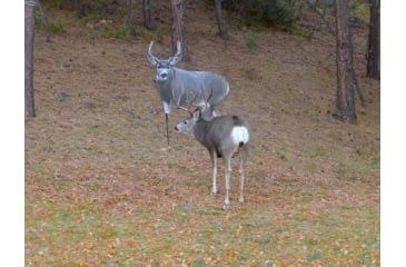 Image of Montana Decoy Co. Muley Buck Decoy