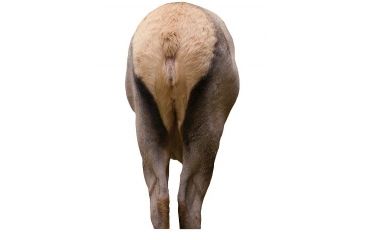 Image of elk rump decoy, brown