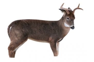 Image of freshman deer buck decoy, brown