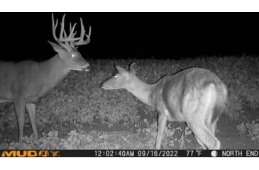 Image of Muddy MUD-MTGTR Brown