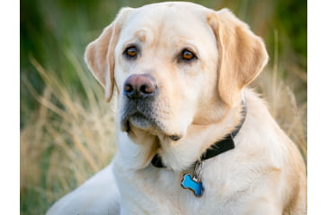 Image of Nite Ize Microlink Pet Tag Carabiner - 2 Pack - TL-11-2R3