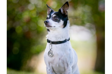 Image of Nite Ize Microlink Pet Tag Carabiner - 2 Pack - TL-11-2R3