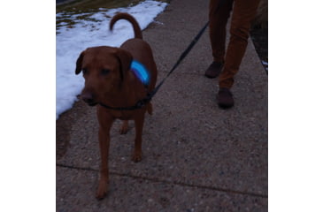 Image of Nite Ize Nitedog LED Collar Cover, N05462