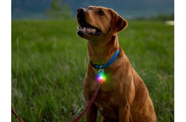 Image of Nite Ize Spotlit Rechargeable Carabiner Light - Disc-o Tech - SLGSR-07S-R6