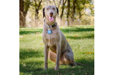 Image of Nite Ize Wearabout Pet Clippable Tracker Holder, Blue - WATP-03T-R6