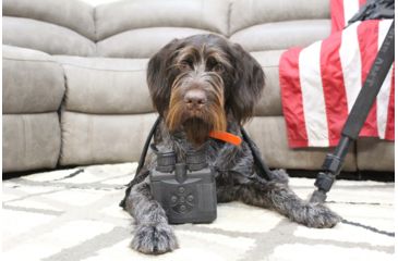 Image of Pulsar Accolade XQ38 Thermal Binoculars, Black, PL77411