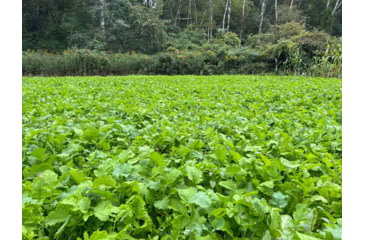 Image of RaKK Fuel CheckMate 1/4 Acre, Small, 7544