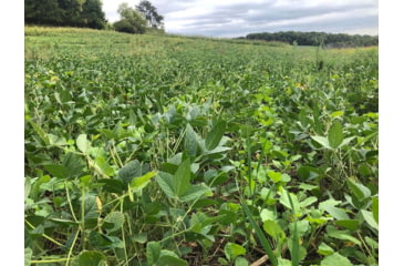 Image of RaKK Fuel Wicked Greenz 1/4 Acre, Large, 7523