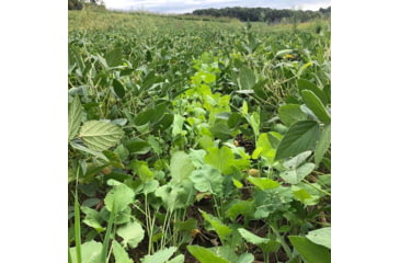 Image of RaKK Fuel Wicked Greenz 1/4 Acre, Large, 7523