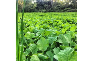 Image of RaKK Fuel Wicked Greenz 1/4 Acre, Large, 7523