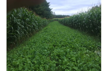 Image of RaKK Fuel Wicked Greenz 1/4 Acre, Large, 7523