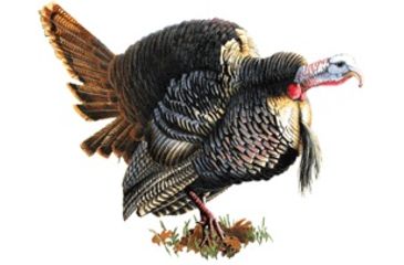 Image of River's Edge Magnetic Art Panel Strutting Turkey 11x9