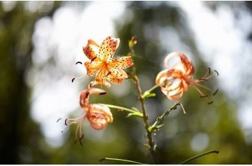 Image of Rokinon 85mm F1.4 Aspherical Camera Lens for Olympus 4/3 Mount, Black 85M-O