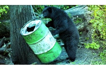 Image of Shooting Bears Over Bait