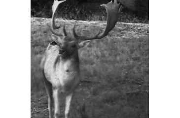 Image of SightMark Signal 320RT Digital Night Vision Monocular, Black, SM18024