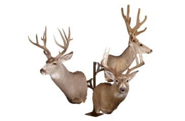 Image of Skull Hooker Trophy Tree Shoulder Pedestal Mount, Brown, SKH-STTSM-BRN