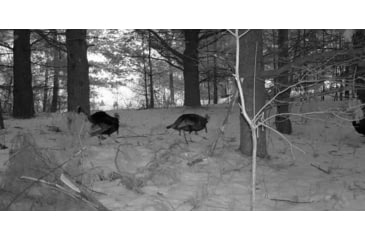 Image of Stealth Cam Stealth Cam DNVB Digital Night Vision Binocular, Black, STC-DNVB2
