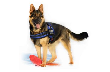 Image of Thin Blue Line Harness With Patch, Thin Blue Line - DOG-HARN-TBL-MEDIUM-KIT