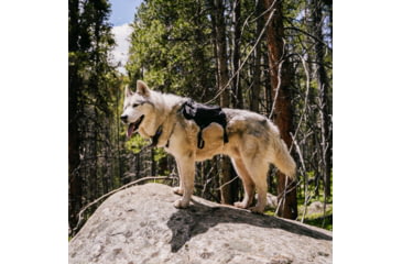 Image of Ultimate Direction Dog Vests - Unisex, Black, Large, 80479723ONX-LG