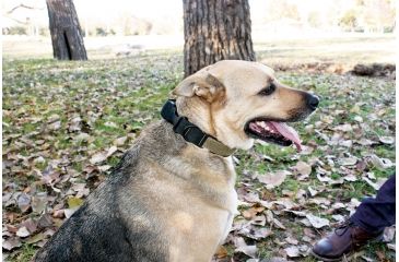 Image of United States Tactical Dog Collar w/ Quick-Release Buckle, Black, Medium UST-K9C00101QM