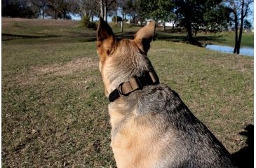 Image of United States Tactical Dog Collar w/ Quick-Release Buckle, Black, Medium UST-K9C00101QM