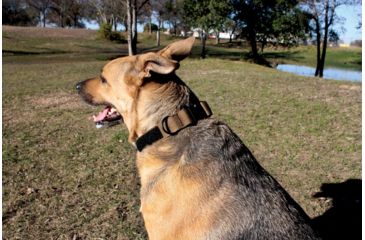 Image of United States Tactical Dog Collar w/ Quick-Release Buckle, Black, Medium UST-K9C00101QM