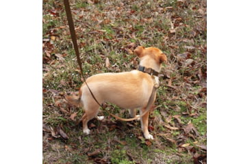 Image of United States Tactical K9 Flashbang Leash, Coyote, UST-K9L00402