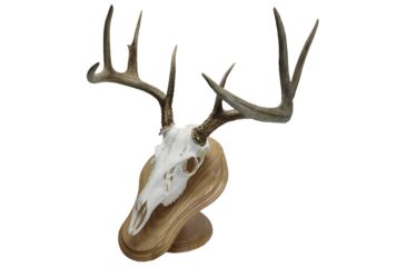 Image of Walnut Hollow Deluxe Euro, Skull Display Kit Oak 29635
