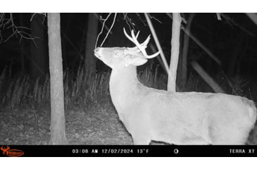 Image of Wildgame Terra XT 2.0 Cellular Camera 24MP, 1410205