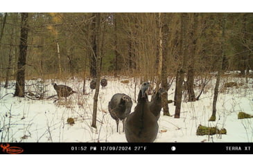 Image of Wildgame Terra XT 2.0 Cellular Camera 24MP, 1410205