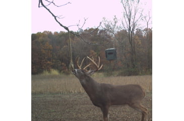 Image of Wildlife Research Center Golden Rope