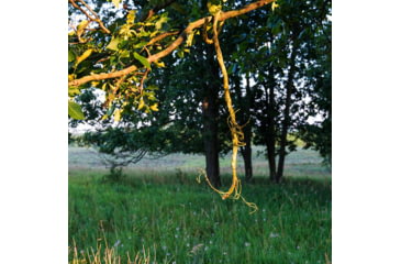 Image of Wind Pro Scrape Vine, Brown, WPHD2
