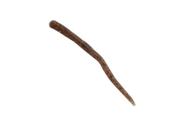 Image of Z-man FINESSE WORMZ 4 PUMPKIN 10PK FINWORM4-31PK10