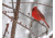 Cardinal up Close