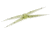 Rapala Terrad Panfish Plastics Soft Bait, 6, 5in, Radioactive Pickle, MQ-RP