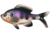 Rapala The Gill Boot Tail Swimbaits, 7, 5.25in, Natural Dark Bluegill, CB-Gill5.25-10